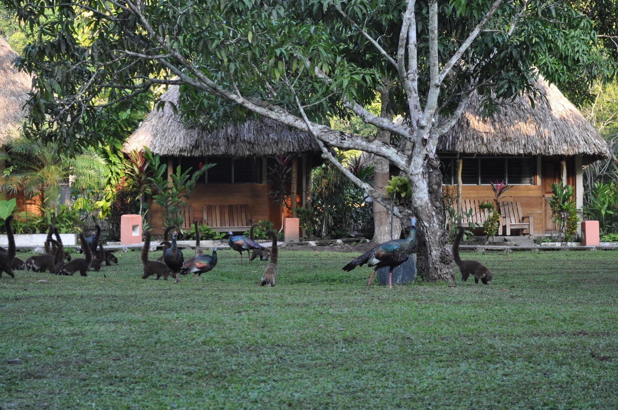 Hotel Tikal Inn Zewnętrze zdjęcie